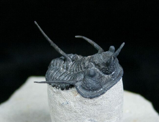 Devil Horned Cyphaspis Sp Trilobite Fossil #4125